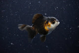 2Pack Thai Oranda   2 Inch (ID#1108ToPTD-9) Free2Day SHIPPING