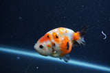 Juvenile Ranchu  Calico 3.5 Inch (ID#1210R9b-65) Free2Day SHIPPING