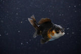 2Pack Thai Oranda   2 Inch (ID#1108ToPTD-9) Free2Day SHIPPING