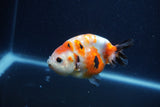 Juvenile Ranchu  Calico 3.5 Inch (ID#1210R9b-65) Free2Day SHIPPING