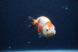 Juvenile Ranchu  Calico 3.5 Inch (ID#1210R9b-65) Free2Day SHIPPING