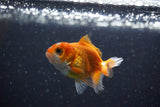 2Pack Thai Oranda   2 Inch (ID#1108ToPTD-9) Free2Day SHIPPING