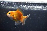 2Pack Thai Oranda   2 Inch (ID#1108ToPTD-9) Free2Day SHIPPING