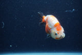 Juvenile Ranchu  Calico 3.5 Inch (ID#1210R9b-65) Free2Day SHIPPING