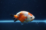 Juvenile Ranchu  Calico 3.5 Inch (ID#1210R9b-65) Free2Day SHIPPING