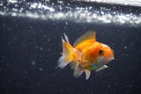 2Pack Thai Oranda   2 Inch (ID#1108ToPTD-9) Free2Day SHIPPING