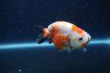 Juvenile Ranchu  Calico 3.5 Inch (ID#1210R9b-65) Free2Day SHIPPING