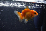 2Pack Thai Oranda   2 Inch (ID#1108ToPTD-9) Free2Day SHIPPING