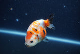 Juvenile Ranchu  Calico 3.5 Inch (ID#1210R9b-65) Free2Day SHIPPING