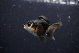 2Pack Thai Oranda   2 Inch (ID#1108ToPTD-9) Free2Day SHIPPING