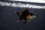 2Pack Thai Oranda   2 Inch (ID#1108ToPTD-9) Free2Day SHIPPING