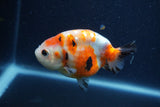 Juvenile Ranchu  Calico 3.5 Inch (ID#1210R9b-65) Free2Day SHIPPING