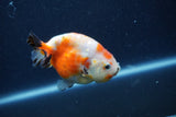 Juvenile Ranchu  Calico 3.5 Inch (ID#1210R9b-65) Free2Day SHIPPING