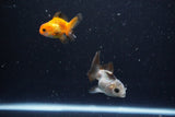 2Pack Thai Oranda   2 Inch (ID#1108ToPTD-10) Free2Day SHIPPING