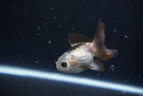 2Pack Thai Oranda   2 Inch (ID#1108ToPTD-10) Free2Day SHIPPING