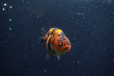 Juvenile Ranchu  Calico 3 Inch (ID#1210R9b-66) Free2Day SHIPPING