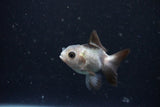 2Pack Thai Oranda   2 Inch (ID#1108ToPTD-10) Free2Day SHIPPING