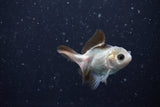 2Pack Thai Oranda   2 Inch (ID#1108ToPTD-10) Free2Day SHIPPING