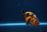 Juvenile Ranchu  Calico 3 Inch (ID#1210R9b-66) Free2Day SHIPPING