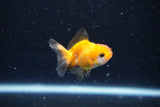 2Pack Thai Oranda   2 Inch (ID#1108ToPTD-10) Free2Day SHIPPING