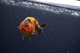 Juvenile Ranchu  Calico 3 Inch (ID#1210R9b-66) Free2Day SHIPPING