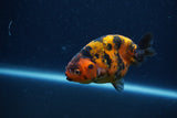 Juvenile Ranchu  Calico 3 Inch (ID#1210R9b-66) Free2Day SHIPPING