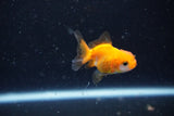 2Pack Thai Oranda   2 Inch (ID#1108ToPTD-10) Free2Day SHIPPING