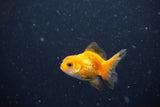 2Pack Thai Oranda   2 Inch (ID#1108ToPTD-10) Free2Day SHIPPING