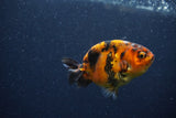 Juvenile Ranchu  Calico 3 Inch (ID#1210R9b-66) Free2Day SHIPPING