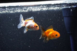 2Pack Thai Oranda   2 Inch (ID#1108ToPTD-11) Free2Day SHIPPING