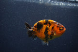 Juvenile Ranchu  Calico 3 Inch (ID#1210R9b-66) Free2Day SHIPPING