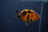 Juvenile Ranchu  Calico 3 Inch (ID#1210R9b-66) Free2Day SHIPPING