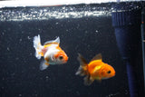 2Pack Thai Oranda   2 Inch (ID#1108ToPTD-11) Free2Day SHIPPING