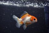 2Pack Thai Oranda   2 Inch (ID#1108ToPTD-11) Free2Day SHIPPING