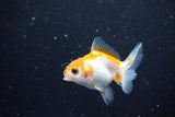 2Pack Thai Oranda   2 Inch (ID#1108ToPTD-11) Free2Day SHIPPING