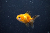 2Pack Thai Oranda   2 Inch (ID#1108ToPTD-11) Free2Day SHIPPING