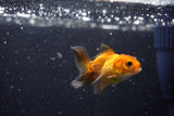 2Pack Thai Oranda   2 Inch (ID#1108ToPTD-11) Free2Day SHIPPING