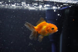 2Pack Thai Oranda   2 Inch (ID#1108ToPTD-11) Free2Day SHIPPING