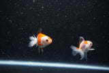 2Pack Thai Oranda   2 Inch (ID#1108ToPTD-12) Free2Day SHIPPING