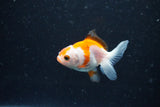 2Pack Thai Oranda   2 Inch (ID#1108ToPTD-12) Free2Day SHIPPING