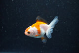 2Pack Thai Oranda   2 Inch (ID#1108ToPTD-12) Free2Day SHIPPING