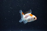 2Pack Thai Oranda   2 Inch (ID#1108ToPTD-12) Free2Day SHIPPING