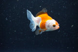 2Pack Thai Oranda   2 Inch (ID#1108ToPTD-12) Free2Day SHIPPING