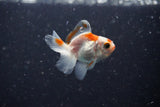 2Pack Thai Oranda   2 Inch (ID#1108ToPTD-12) Free2Day SHIPPING