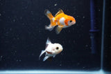 2Pack Thai Oranda   2 Inch (ID#1112ToPTD-4) Free2Day SHIPPING