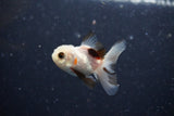 2Pack Thai Oranda   2 Inch (ID#1112ToPTD-4) Free2Day SHIPPING