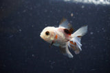 2Pack Thai Oranda   2 Inch (ID#1112ToPTD-4) Free2Day SHIPPING