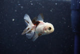 2Pack Thai Oranda   2 Inch (ID#1112ToPTD-4) Free2Day SHIPPING