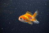 2Pack Thai Oranda   2 Inch (ID#1112ToPTD-4) Free2Day SHIPPING