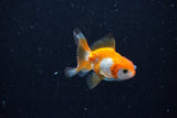 2Pack Thai Oranda   2 Inch (ID#1112ToPTD-4) Free2Day SHIPPING